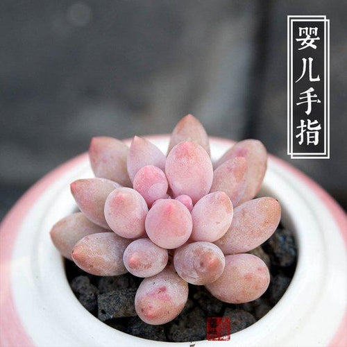 Real Live Succulent Cactus Plant : Pachyphytum 'Machucae' Baby finger