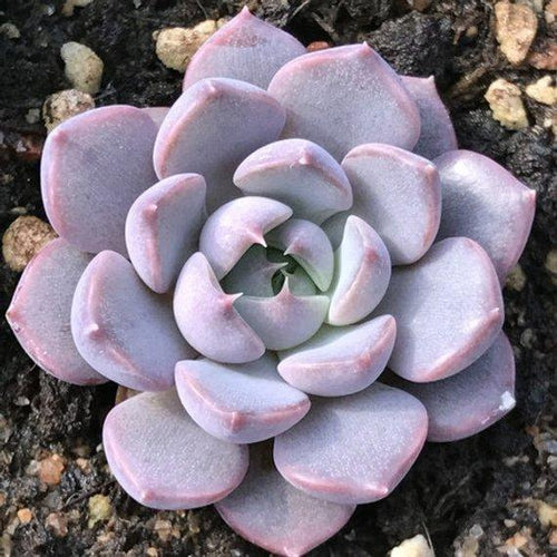 Real Live Succulent Cactus Plant : 'XIAMENG'