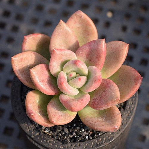 Real Live Succulent Cactus Plant : xGraptoveria 'Avocado Cream'