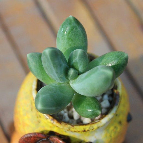 Real Live Succulent Cactus Plant : Pachyphytum compactum