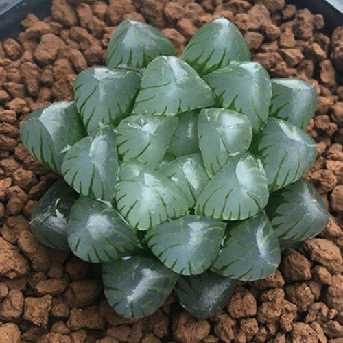 Real Live Succulent Cactus Plant : Haworthia cooperi