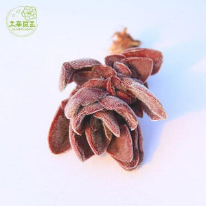 Real Live Succulent Cactus Plant : Crassula cv. 'Justus-Corderoyi'