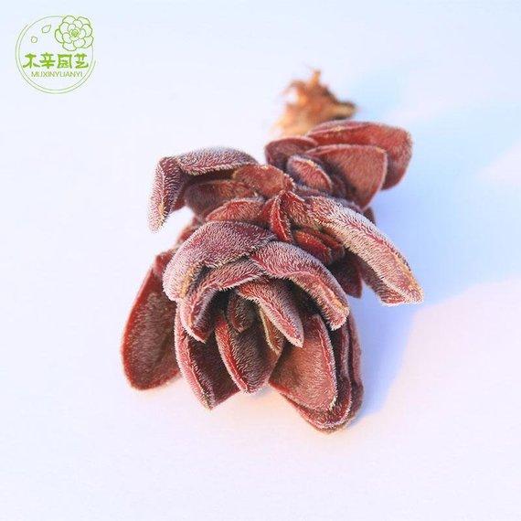 Real Live Succulent Cactus Plant : Crassula cv. 'Justus-Corderoyi'