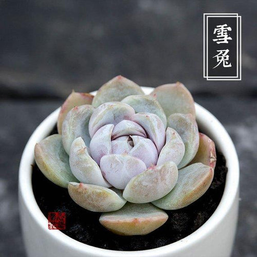 Real Live Succulent Cactus Plant : Echeveria 'snow bunny'