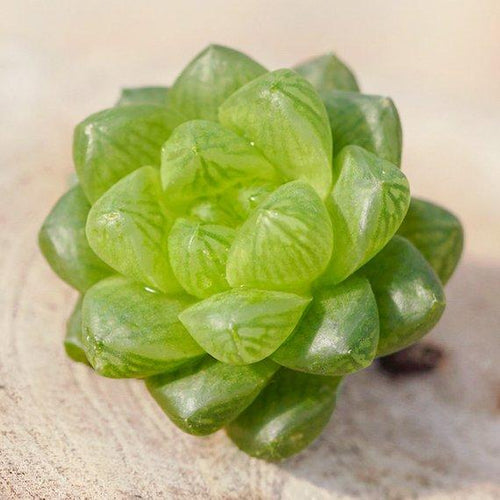 Real Live Succulent Cactus Plant : Haworthia cooperi