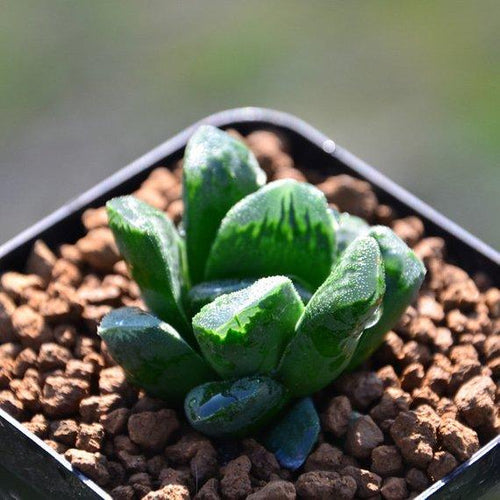 Real Live Succulent Cactus Plant : Haworthia hybrid