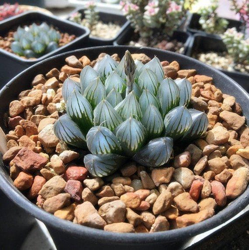 Real Live Succulent Cactus Plant : Haworthia cooperi