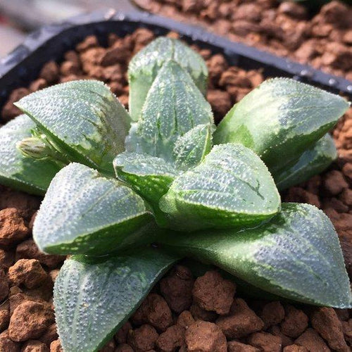 Real Live Succulent Cactus Plant : Haworthia Pygmaea var. pygmaea