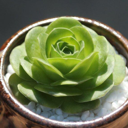 Real Live Succulent Cactus Plant : Greenovia diplocycla var.gigantea