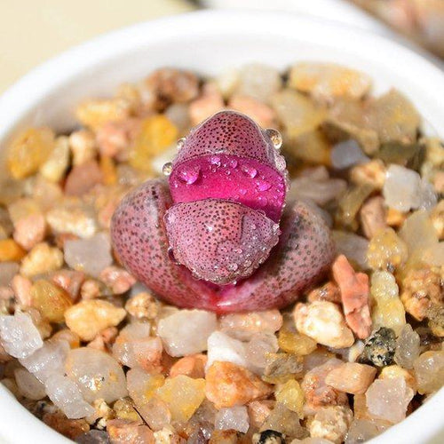 Real Live Succulent Lithops Pseudotruncatella Plant : Pleiospilos Royal Flush