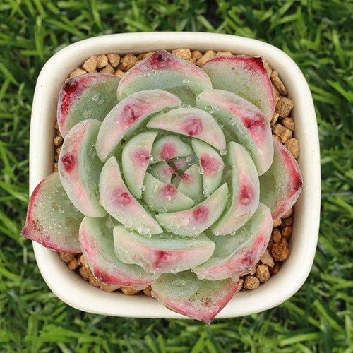 Real Live Succulent Cactus Plant : Echeveria chihuahuaensis