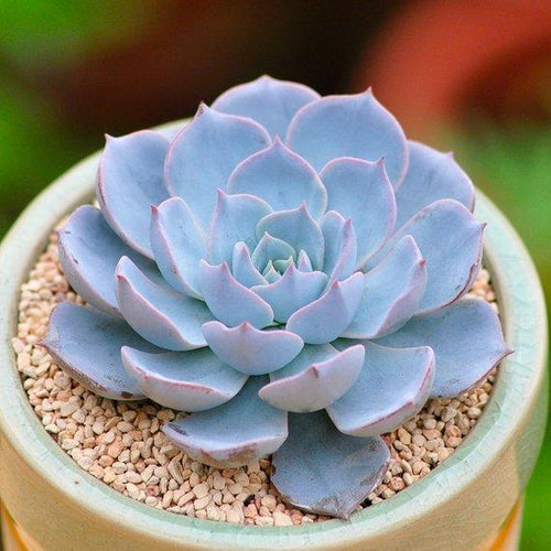 Real Live Succulent Cactus Plant : Echeveria peacockii