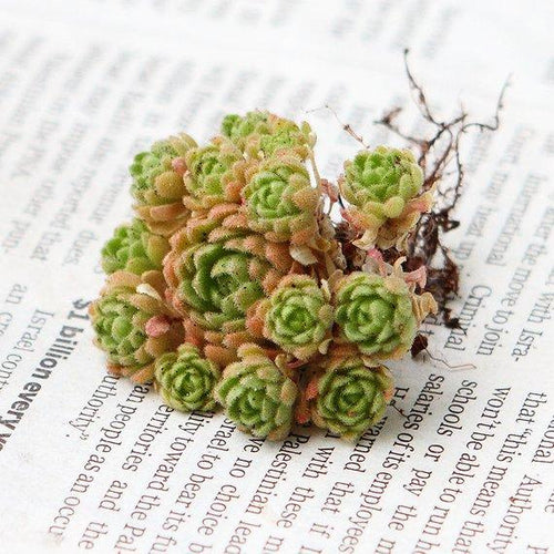 Real Live Succulent Cactus Plant : Sedum sedoides