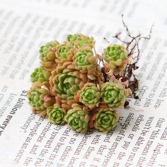 Real Live Succulent Cactus Plant : Sedum sedoides