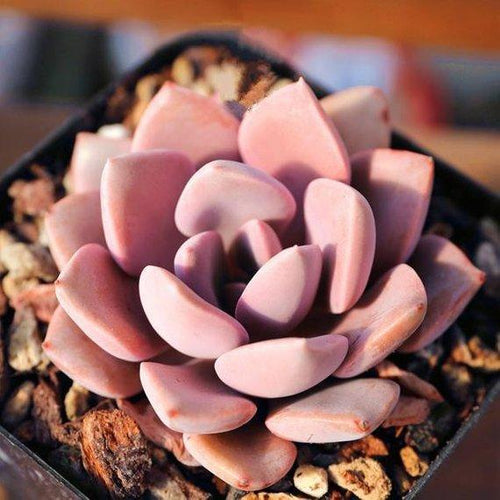 Real Live Succulent Cactus Plant :  x Graptoveria 'Debbi'