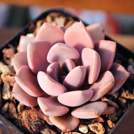 x Graptoveria 'Debbi'