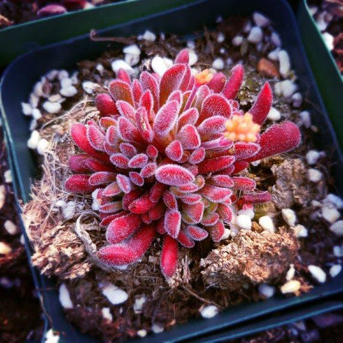 Real Live Succulent Cactus Plant : Crassula pubescens ssp. pubescens