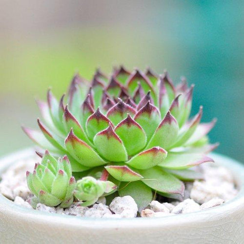 Real Live Succulent Cactus Plant : Sempervivum tectorum