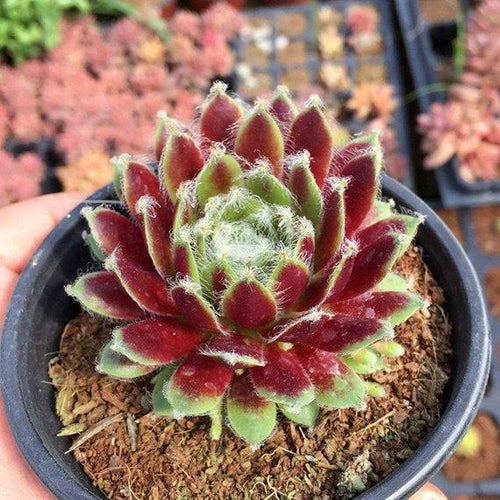 Real Live Succulent Cactus Plant : Sempervivum arachnoideum 'Rubrum'