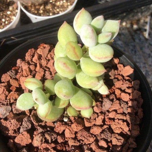Real Live Succulent Cactus Plant : Cotyledon pendens