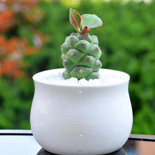 Real Live Succulent Cactus Plant : Monadenium ritchiei ssp.nyambense