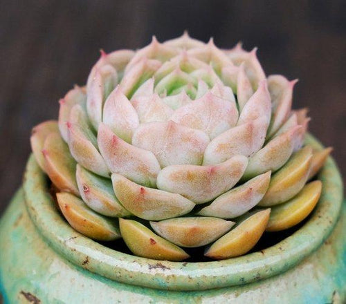 Real Live Succulent Cactus Plant : Echeveria cv. Onslow