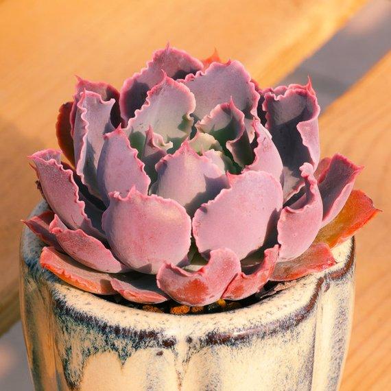 Real Live Succulent Cactus Plant : Echeveria 'Neon breaker'