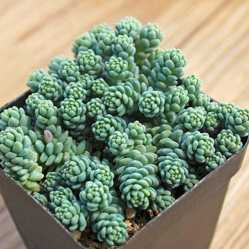 Real Live Succulent Cactus Plant : Sedum dasyphyllum 'Major'