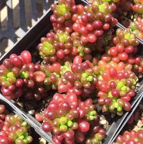 Real Live Succulent Cactus Plant : Sedum rubrotinctum 'Redberry'