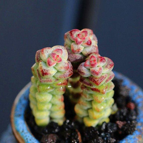 Real Live Succulent Cactus Plant : Echeveria 'Baby surprise'