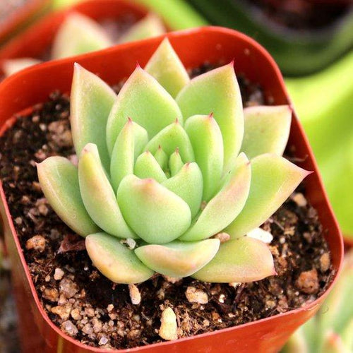 Real Live Succulent Cactus Plant : Echeveria agavoides 'Wax'