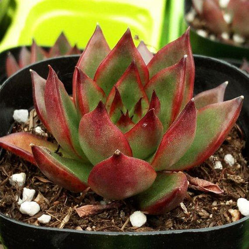 Real Live Succulent Cactus Plant : Echeveria agavoides