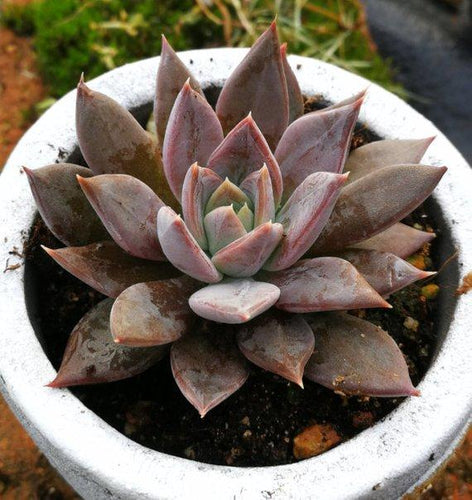 Real Live Succulent Cactus Plant : Echeveria 'Silver Queen'