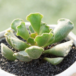 Real Live Succulent Cactus Plant : Adromischus poellnitzianus(Adromischus cristatus var. clavifolius)