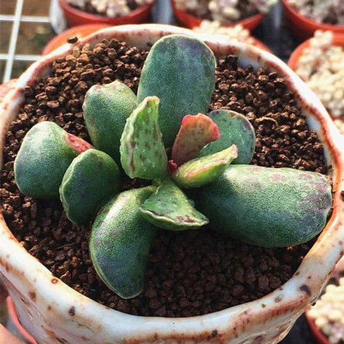 Real Live Succulent Cactus Plant : Adromischus cooperi (Baker) A.Berger