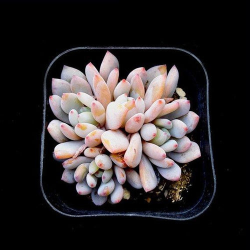 Real Live Succulent Cactus Plant : 'AOGUSIDU'