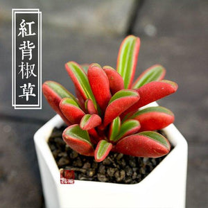 Real Live Succulent Cactus Plant : Peperomia claveolens