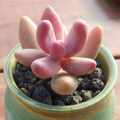 Real Live Succulent Cactus Plant : Pachysedum 'Ganzhou'