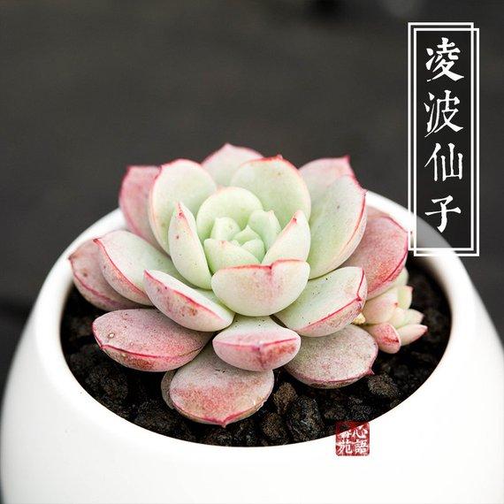 Real Live Succulent Cactus Plant : Echeveria sbucorymbosa lau 026