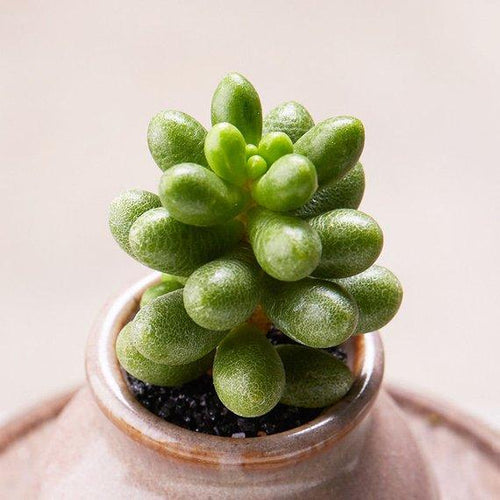 Real Live Succulent Cactus Plant : Sedum hernandezii
