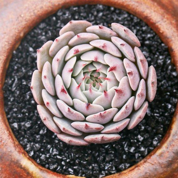 Real Live Succulent Cactus Plant : Echeveria sp. 'Pinwheel'