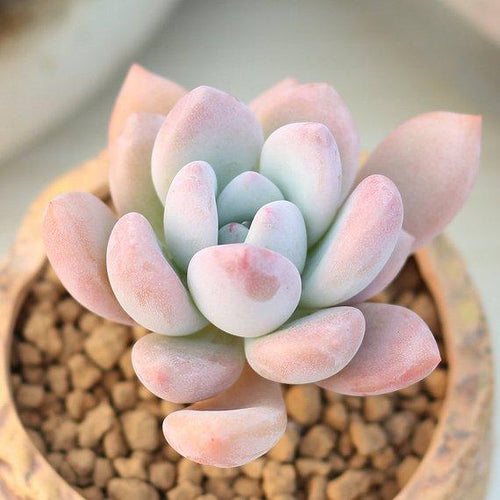 Real Live Succulent Cactus Plant : x Graptoveria 'Opalina'