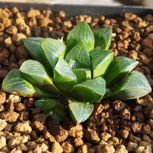 Real Live Succulent Cactus Plant : Haworthia heidelbergensis