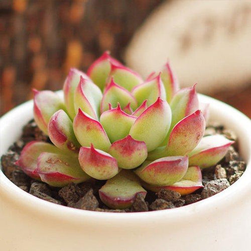 Real Live Succulent Cactus Plant : Echeveria pulidonis
