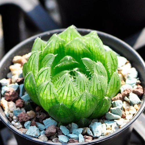 Real Live Succulent Cactus Plant : Haworthia cooperi var. picturata