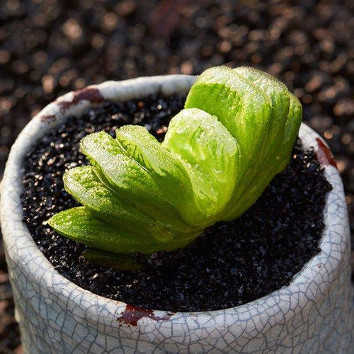 Real Live Succulent Cactus Plant : Haworthia truncata Schnland