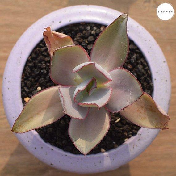 Real Live Succulent Cactus Plant :  Echeveria 'rubromarginata'