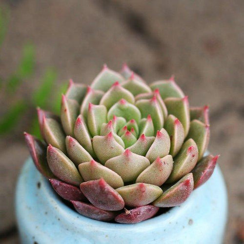 Real Live Succulent Cactus Plant : Echeveria Olivia