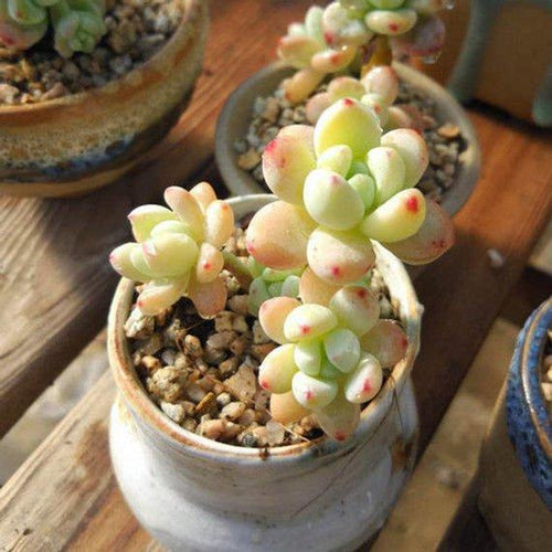 Real Live Succulent Cactus Plant : Sedum clavatum