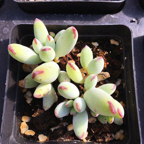 Real Live Succulent Cactus Plant : Cotyledon orbiculata var.dinteri